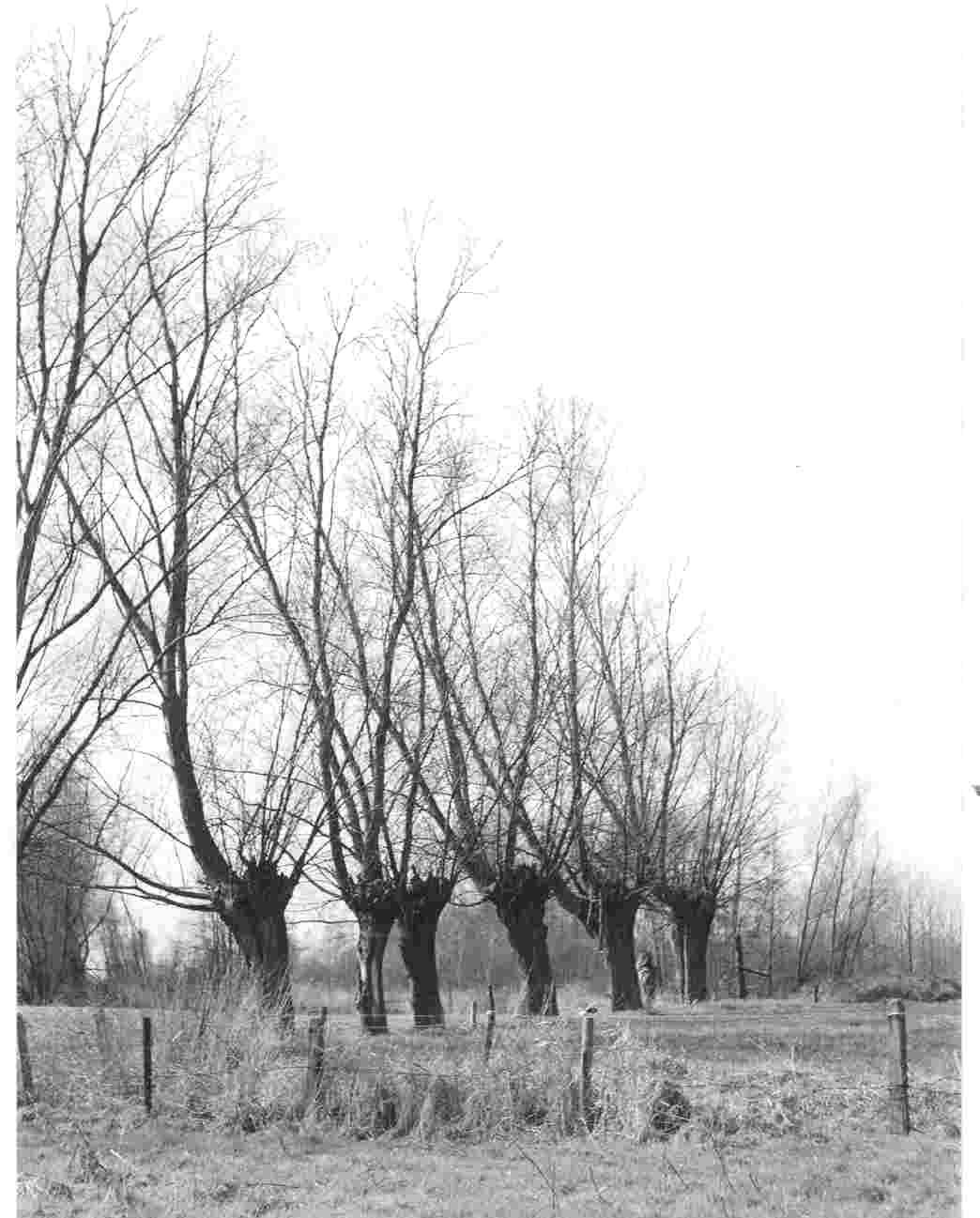 Dommel_knotwilgen