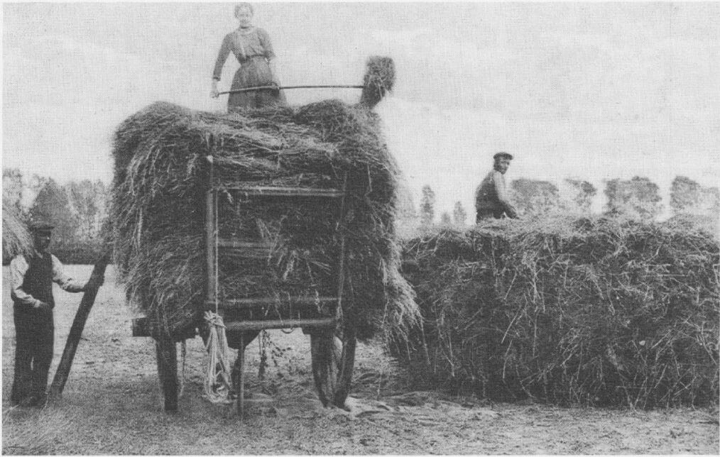 binnenhalen_oogst_1915