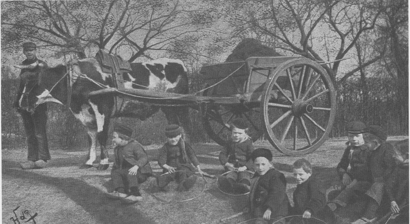 koe_trekdier_1910